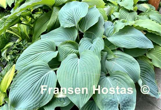 Hosta Holar Ice Empress